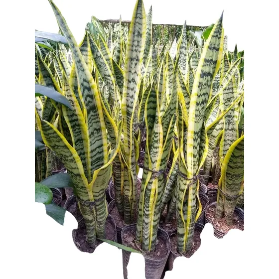 Sansevieria Trifasciata - Lengua De Suegra - Maceta 3 Lts
