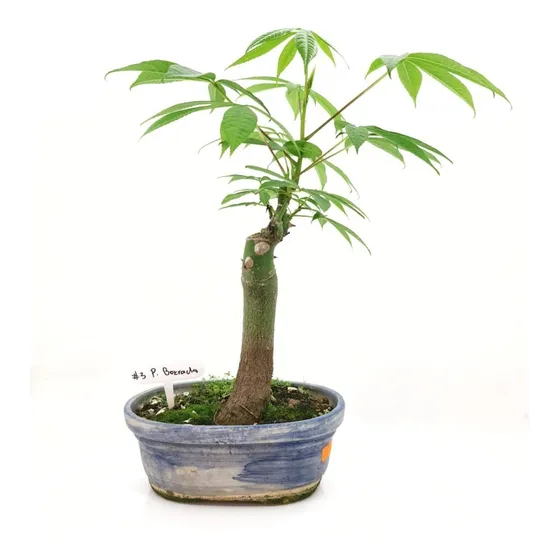 Bonsai Arbol Plantas Diferentes Especies Maceta N3 10 Años