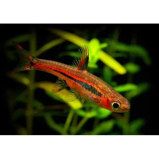 Peixe Rasbora Mosquito ( Boraras Brigittae ) Pact Com 5