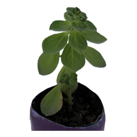Boldo Paraguayo (plectranthus Neochilus),planta