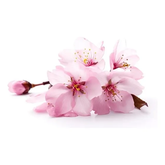 Sakura Cerezo En Flor 2,5 Mts Árbol Japones Ornamental