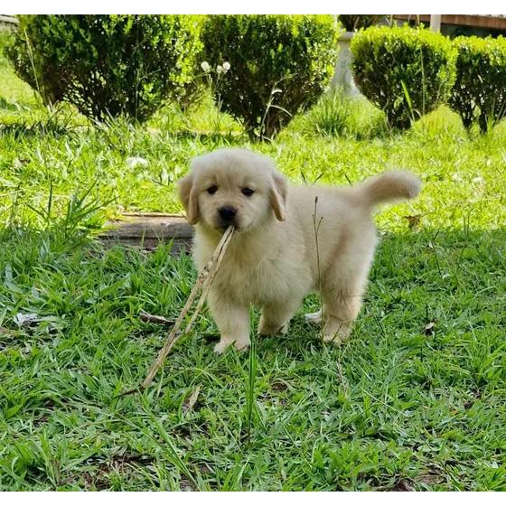 Filhotes De Golden Retriever Canil Especializado Na Raça.