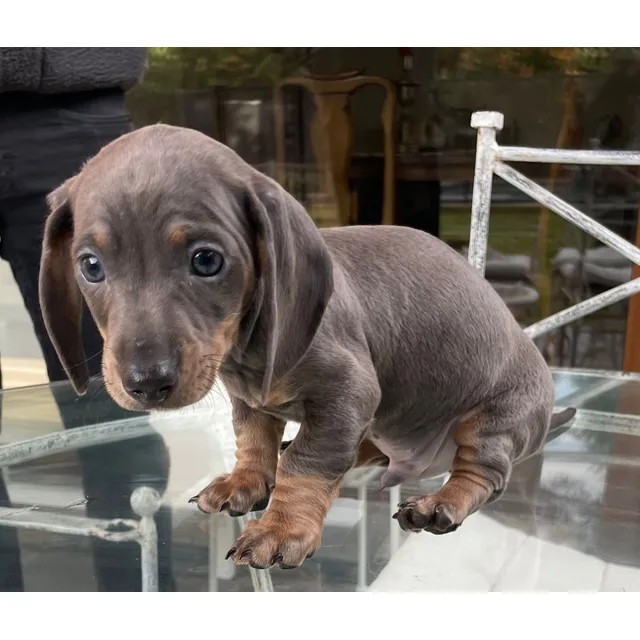 Perritos Salchicha Dachsund Isabella Y Blue  Exótico