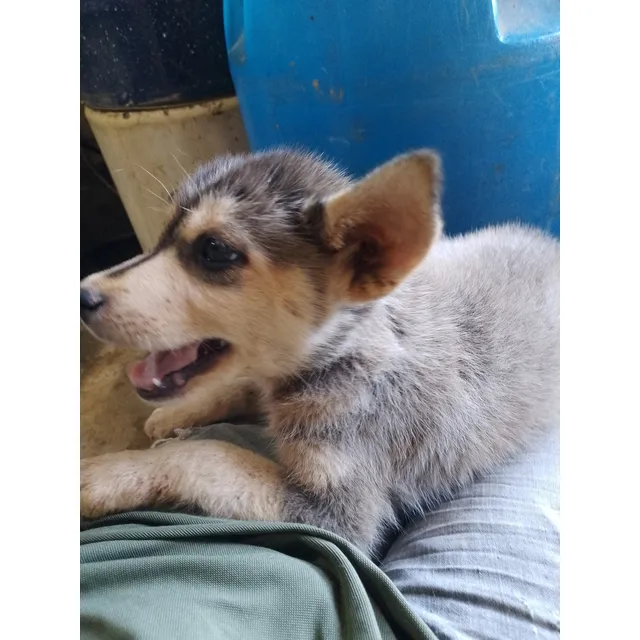 Huski Lobo Siberiano