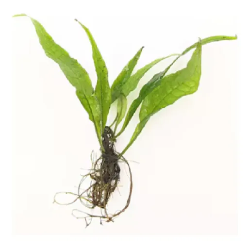 Helechos De Java Microsorum Pteropus