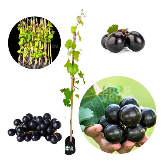 Muda De Uva Jabuticaba Enxertada-rara No Brasil -c/1m A 1,5m