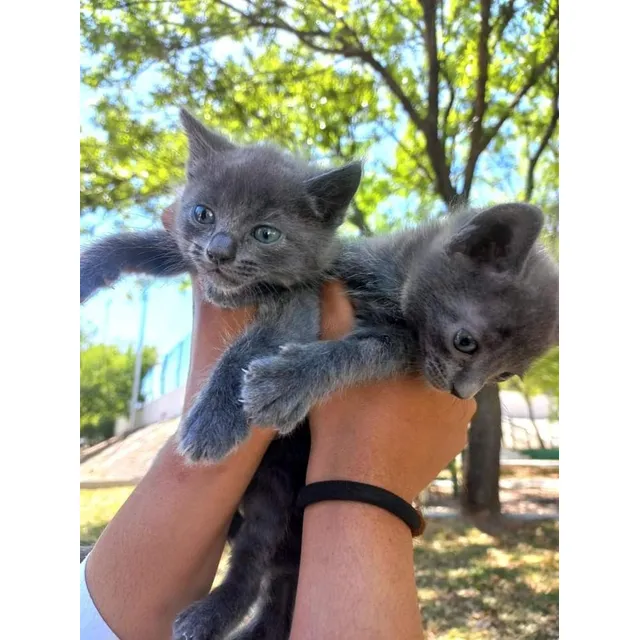 Vendo Gatitos Ruso Azul