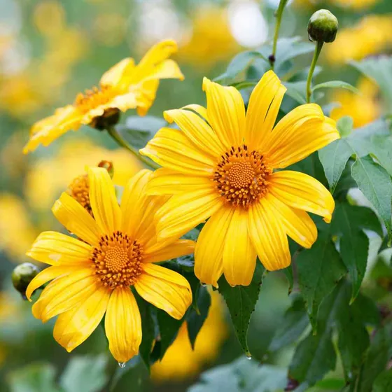 500 Semillas De  Tithonia Diversifolia Botón De Oro