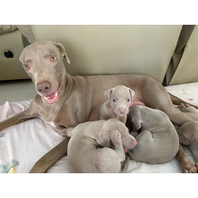 Cachorros Braco De Weimaraner.