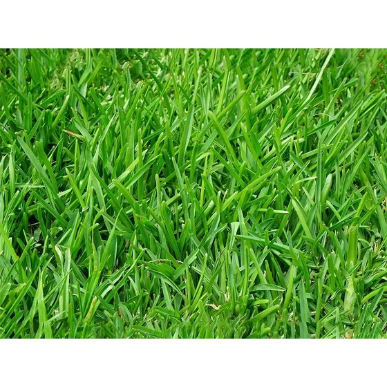 Rye Grass Perenne Turf Type 5 Kg - Raigras - Semillas