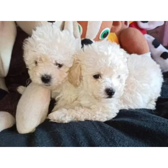 Caniche Toy Chiquito  