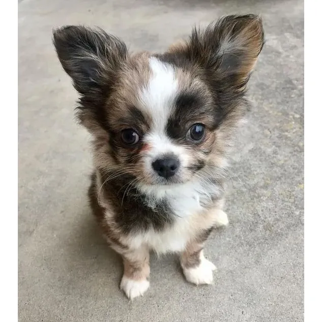 Cachorros Chihuahua Pelo Largo Puppy Chiguagua Perros