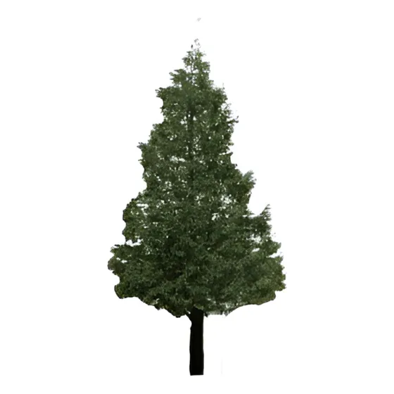 Pino Insigne 1 Metro Árbol Ornamental