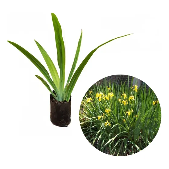 5 Mudas De Iris Amarela Flor De Lis Amarela Enraizada Top