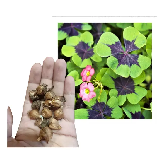 10 Bulbos Oxalis Iron Cross Trebol De La Suerte 4 Hojas