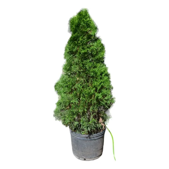 Pino Thuja Smarag Limón En 5 Litros. Certificado Por Senasa