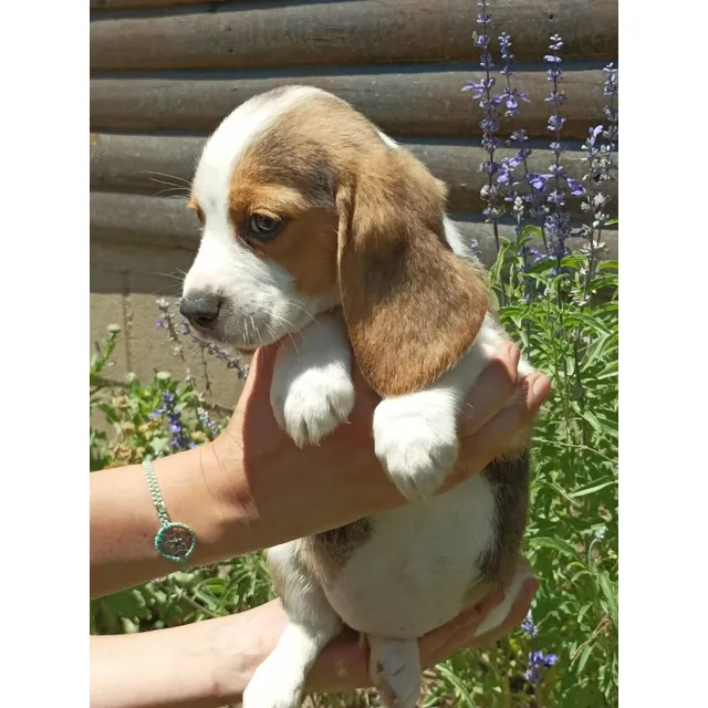 Hermosos Beagle
