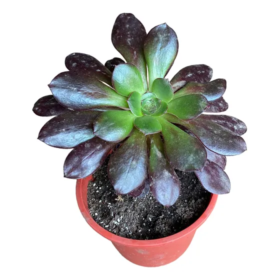 Aeonium Suculenta/ No Envío A Regiones