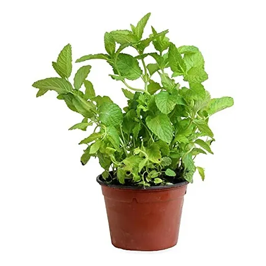 Planta De Yerbabuena Plantula Mentha Spicata Aromática