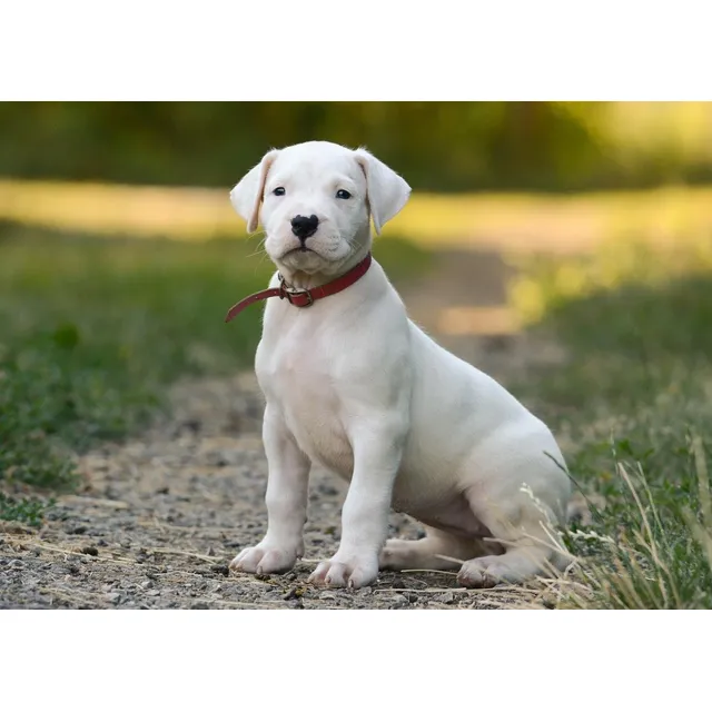 Perros Dogo Argentino Con Registro Y Padres Importados