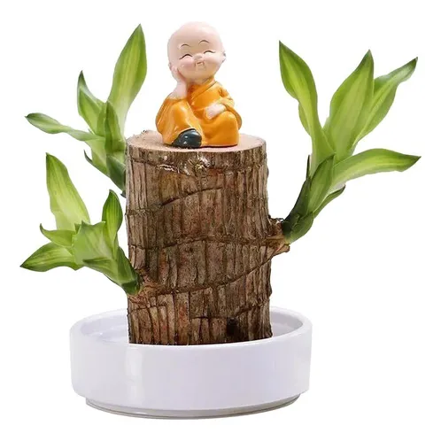 Is Mini Planta Hidropónica De Madera De La Suerte De Brasil