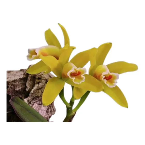 Orquídea Catleya Luteola Muda