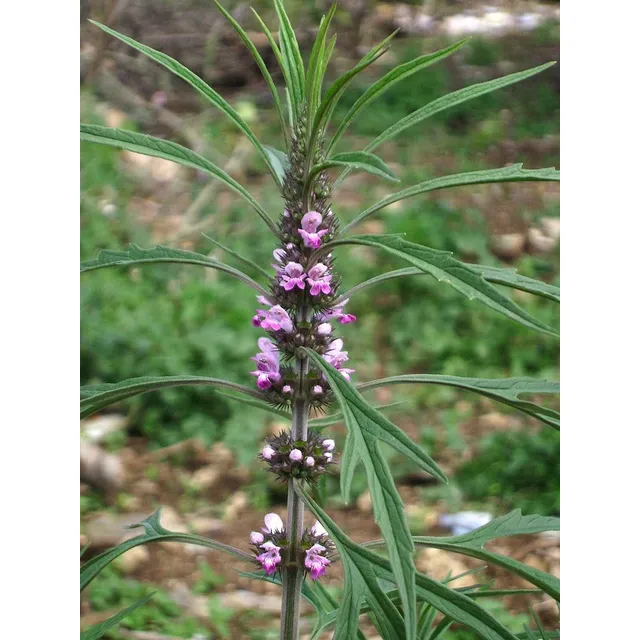 Sementes Leonurus Sibiricus Erva Macae Rubim Erva Medicinal