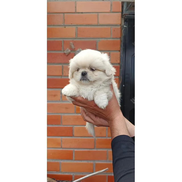 Pequines Hembra 2 Meses De Pelaje Largo
