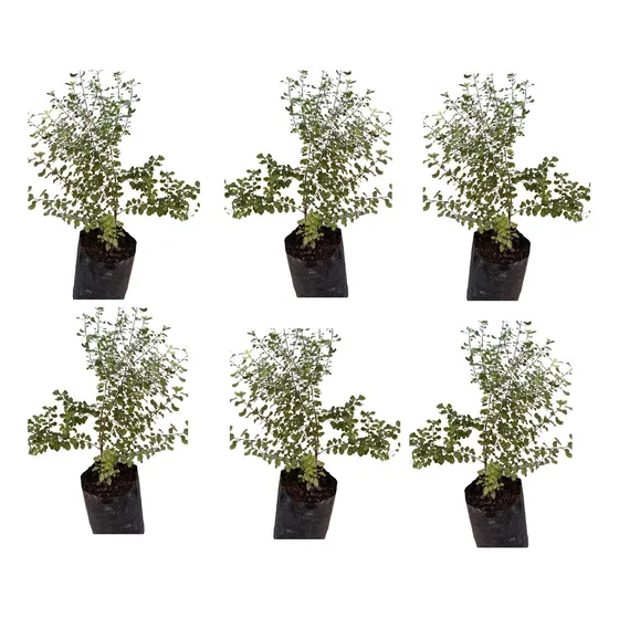 Pack 6 Plantas De Pitosporo Nigricans Con Despacho Gratis!