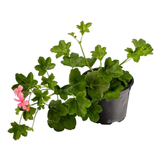 Planta Hiedra Malvón - Ideal Jardines - Envíos