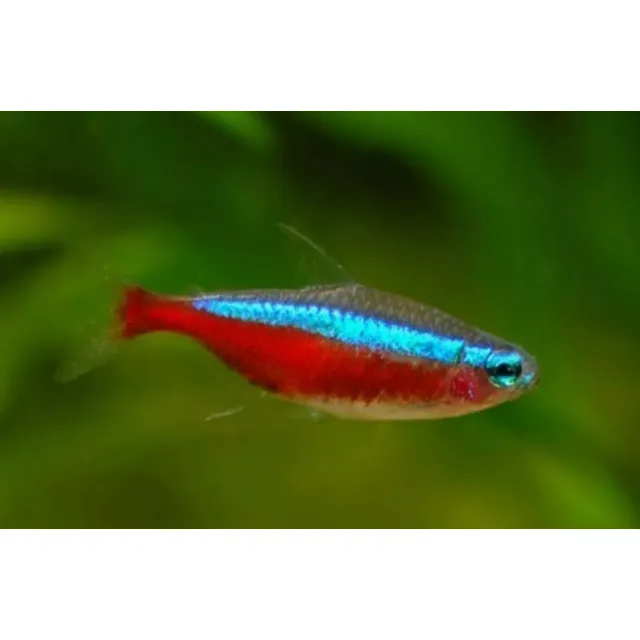 Neon Tetra Cardenal. Cardumen. Acuario Aquariumba 10 Unid
