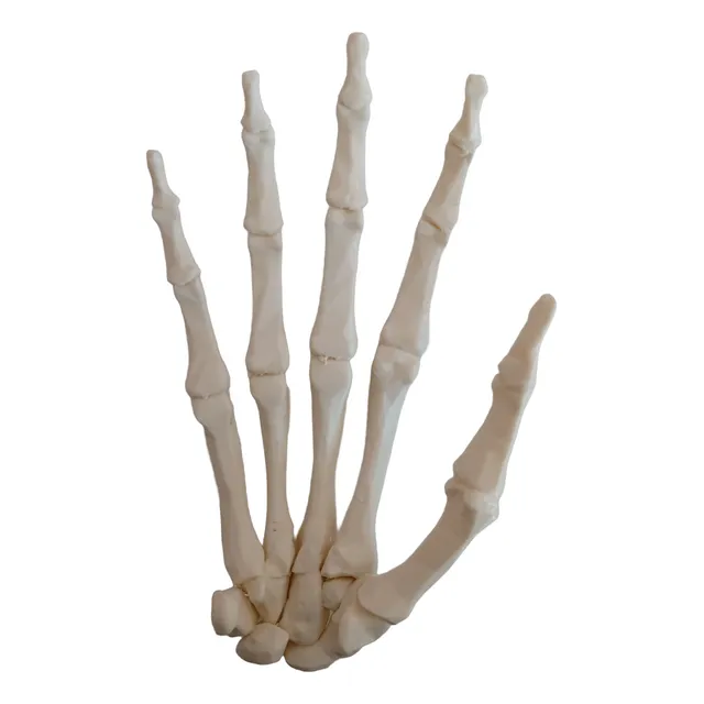 Mano Anatómica - Modelo 3d - Tamaño Real Adulto