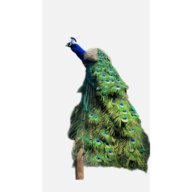 Maravilloso Pavo Real 3 Años
