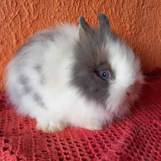 Mini Coelho/ Teddy Dwerg/ Coelho Peludo/coelho Anão 