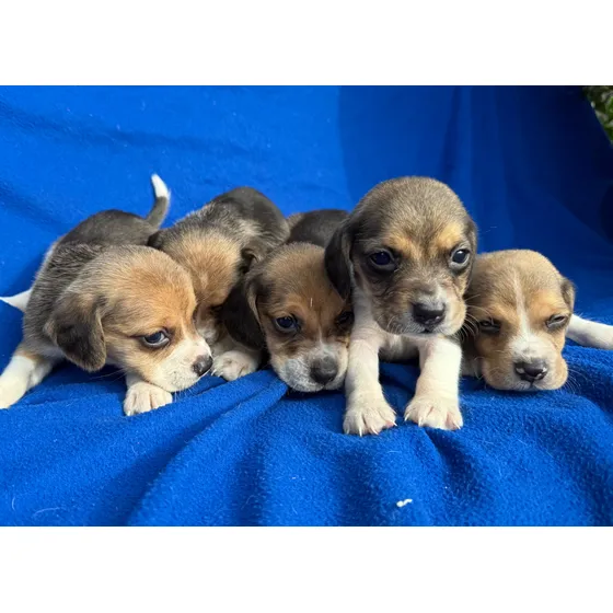 Cachorros Beagle Tricolor