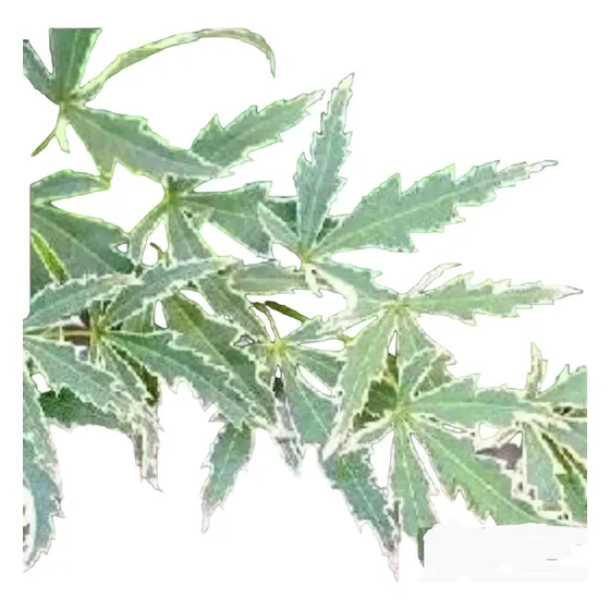 Acer Palmatum Butterfly Color 1.60 Desarrollado- Nat Activa