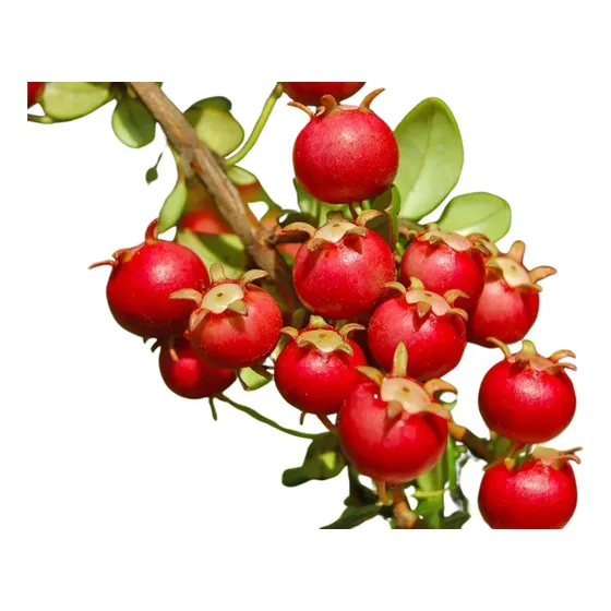 Pack De 6 Plantas De Murta O Murtilla En Maceta