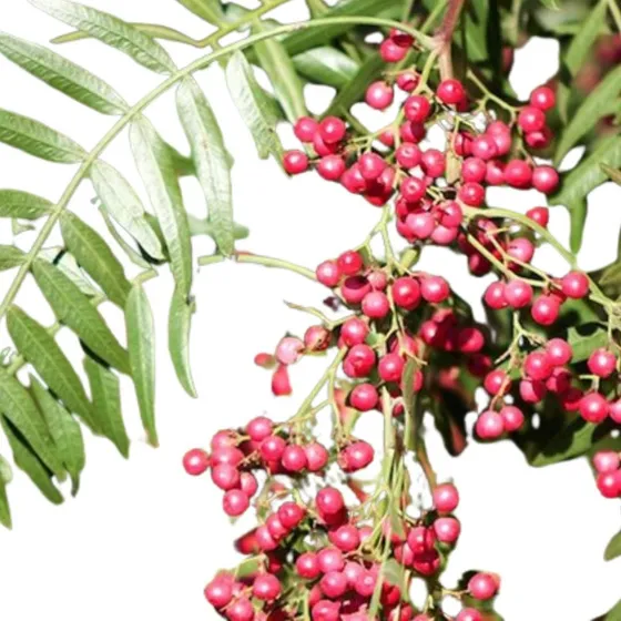 Aguaribay Pimientero Schinus Molle Árbol Nativo