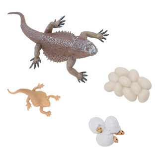 Figura Educativa De Juguete Lizard Life Cycle Learning Figura Educativa De Juguete Lizard Life Cycle Learning