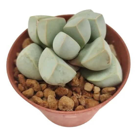Lapidaria Margaritae , Mta 3 Inch , Piedra Viviente Lithops