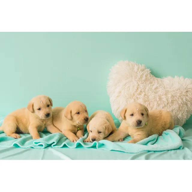Cachorros Labradores Retriever Machos. Beige