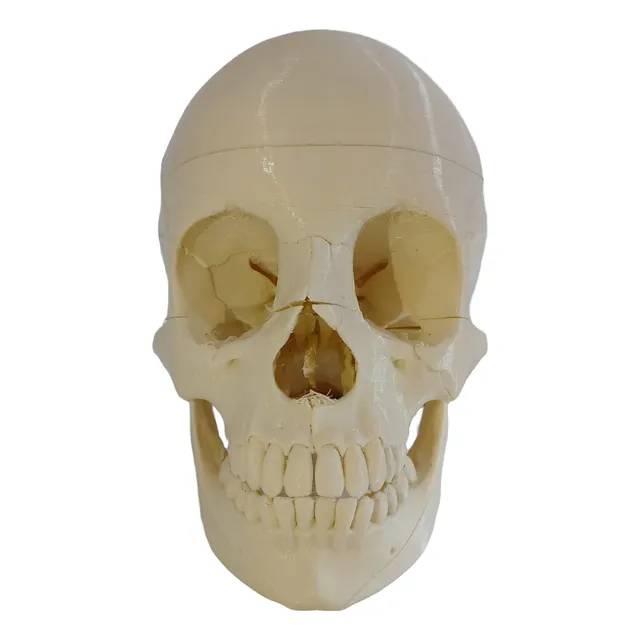 Craneo Desmontable Imantado 3d Medicina Anatomia Neuprint3d