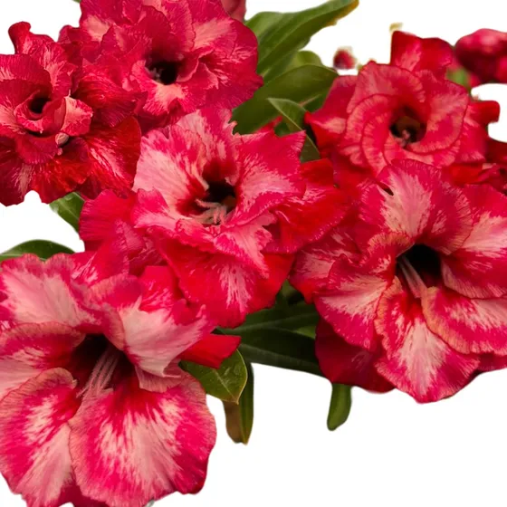 Enxerto Rosa Do Deserto Cor Vermelho Fogo Dobrada   Ts395