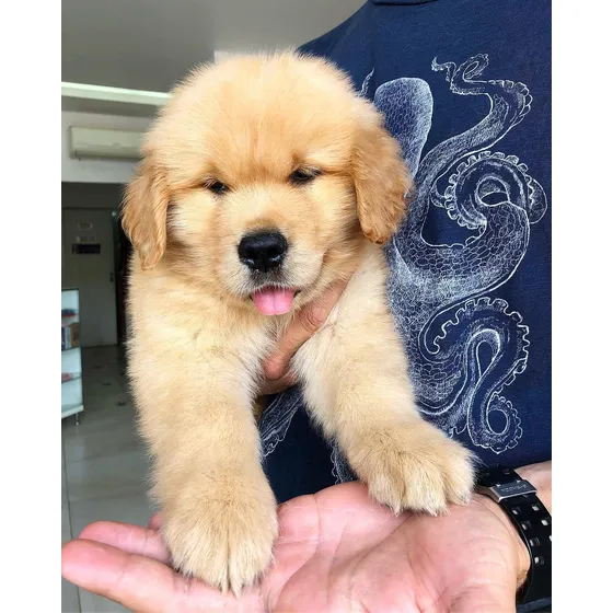 Cachorros Golden Retriever Pureza Y Trayectoria Comprobable.