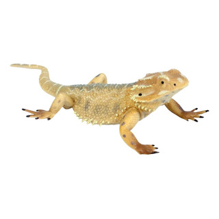 Pogona Reptil Broma Maqueta Proyecto Pogona Reptil Broma Maqueta Proyecto