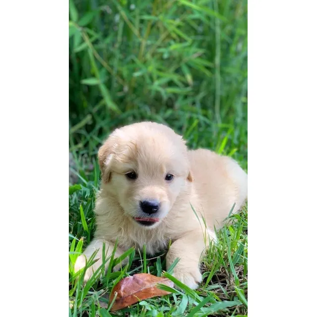 Venta En Criadero Cachorros Perros Golden Retriever Bebe Col