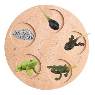Ciclo De Crescimento Montessori, Placa De Quebra-cabeça Rã Ciclo De Crescimento Montessori, Placa De Quebra-cabeça Rã