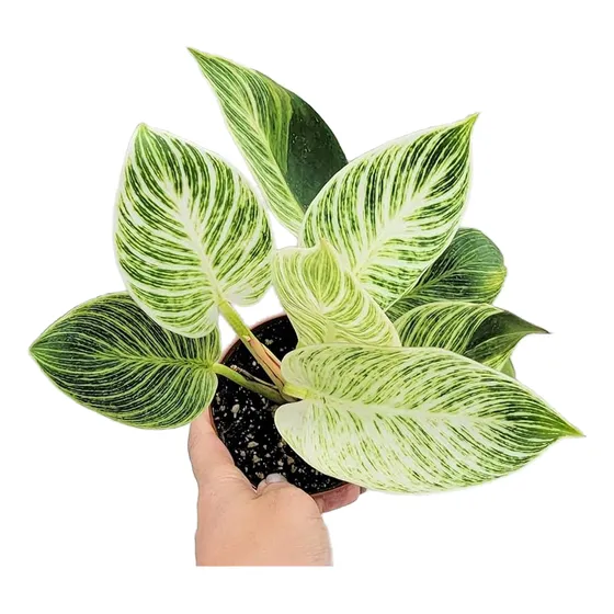 Planta Interior - Philodendron Birkin - Filodendro Birkin