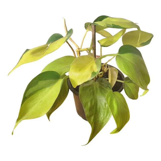 Muda Philodendron Brasil