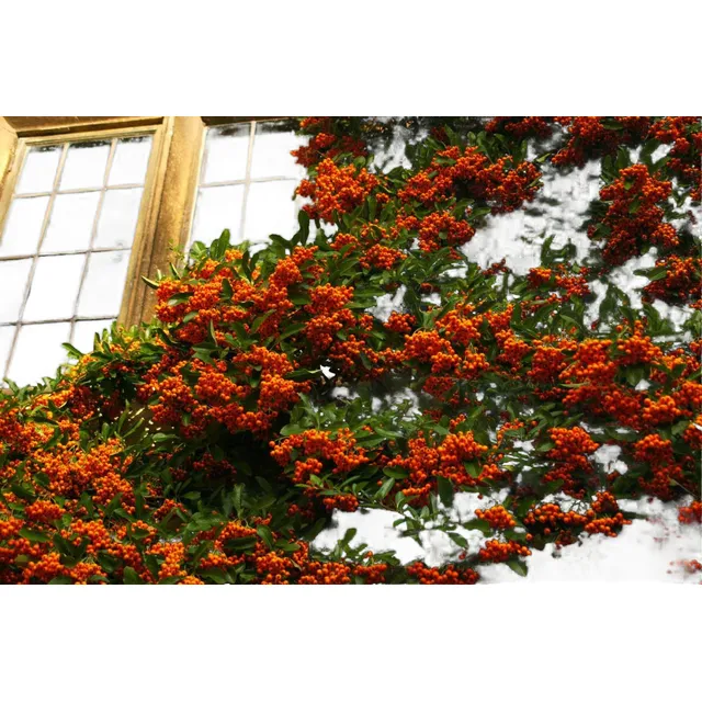 Lote 10 Crataegus Arbustos 60 Cm Para Cercos Vivero